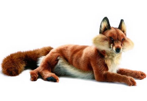 renard couchè anima,renard