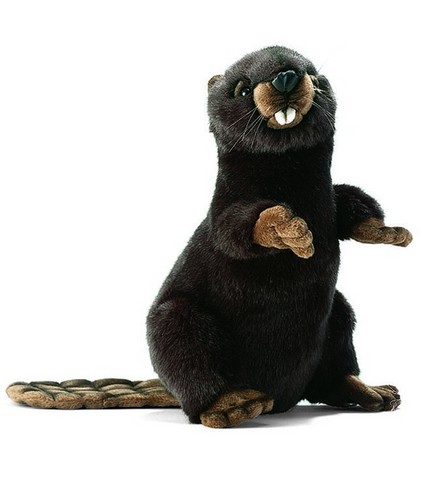 castor dresse,castor anima