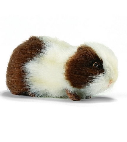 Cobaye roux,peluche aima cobaye roux