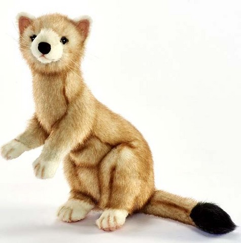 Hermine beige ,hermine dressée